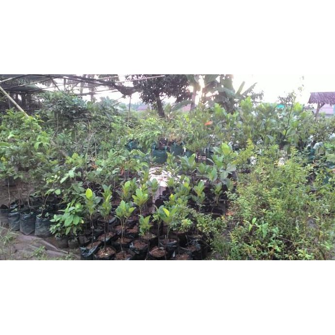 Bibit Anggur Brazil D4N
