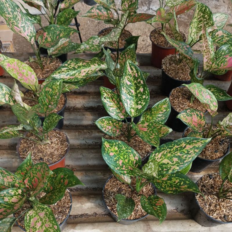 aglonema ruby oren