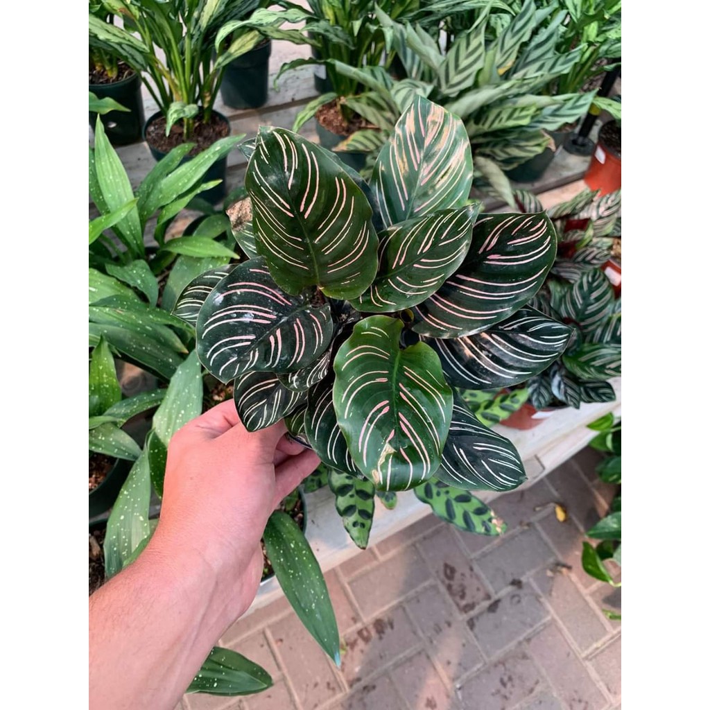 calathea ornata