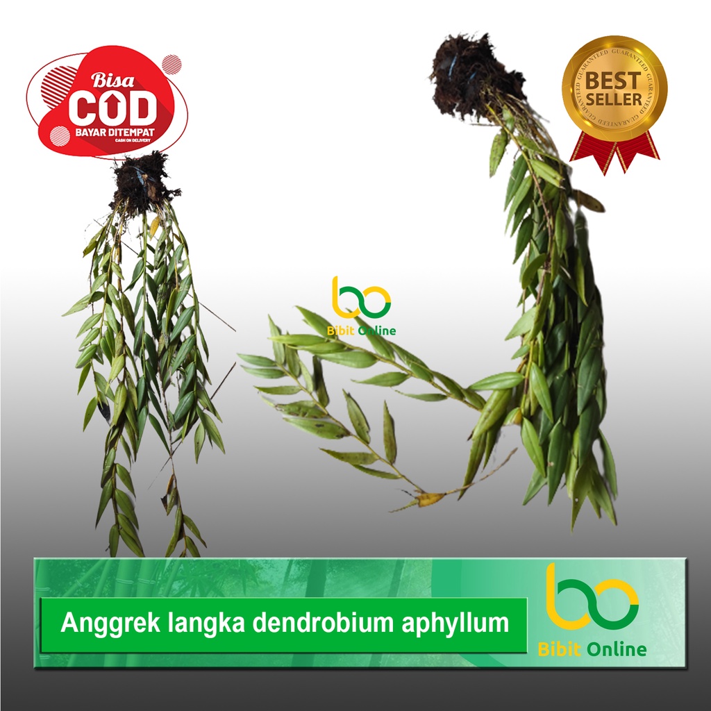 Anggrek langka dendrobium aphyllum bibit online