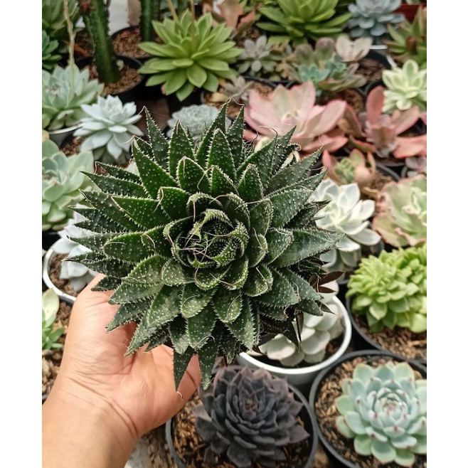 Aristaloe pot 12cm