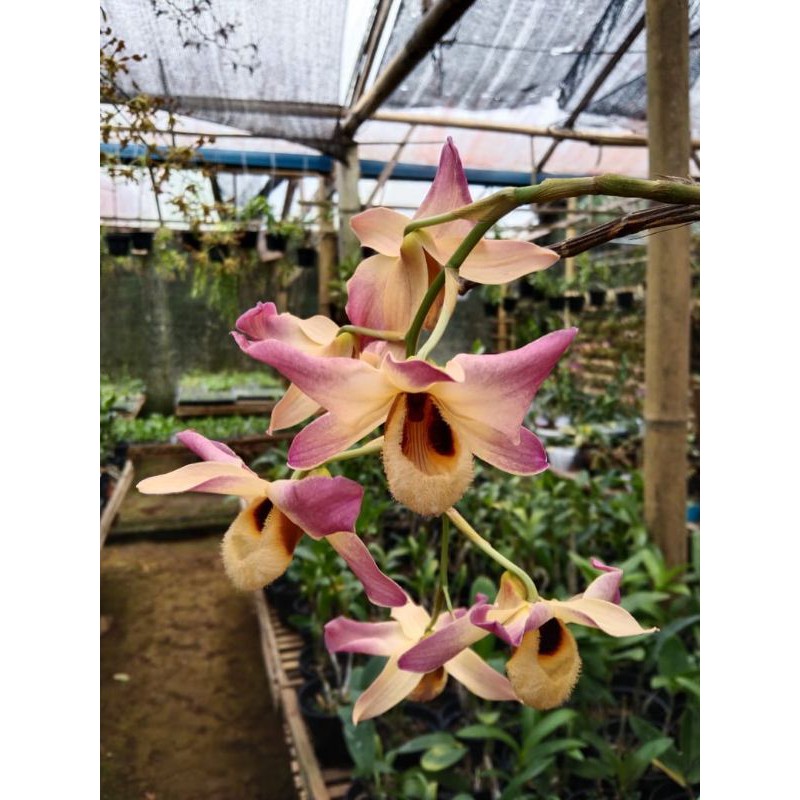 dendrobium moschatum