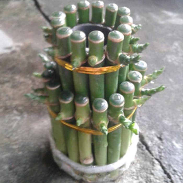 Bambu Hoki / Pagoda 2 Susun