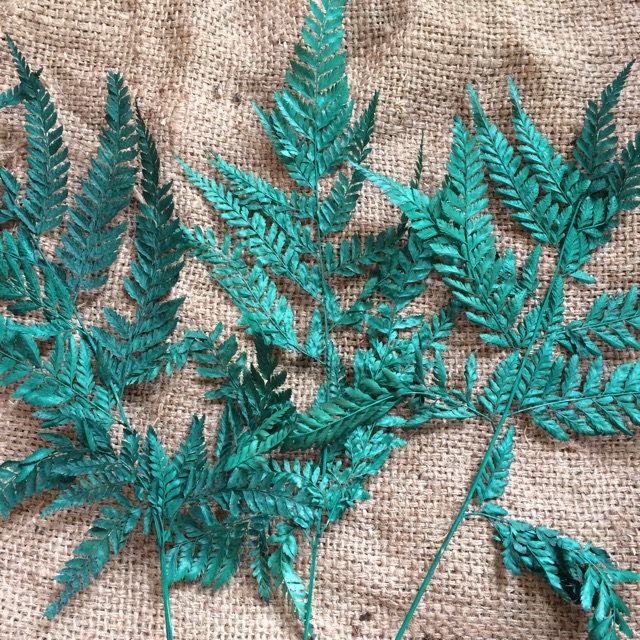 Daun Pakis