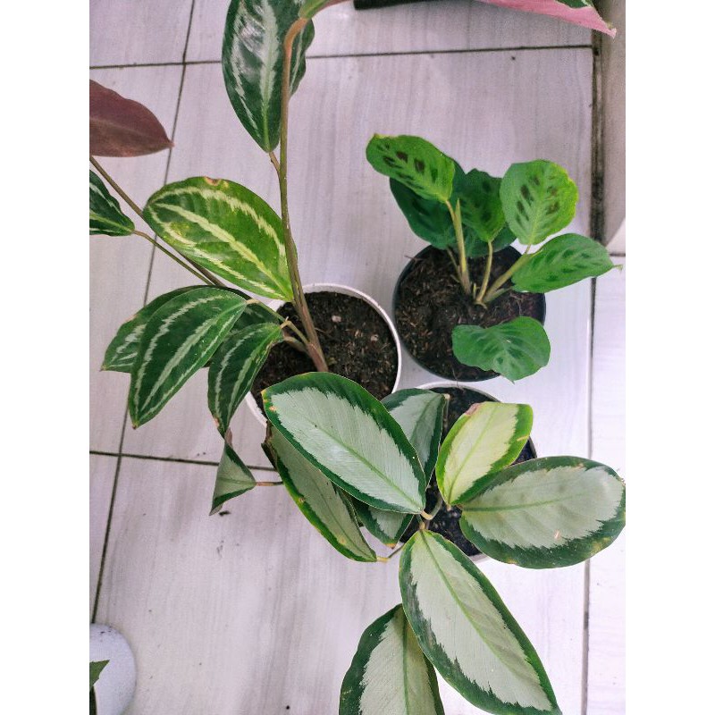 paket 3 macam calathea 150rb