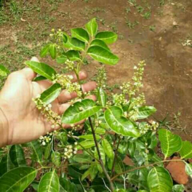 Bibit kelengkeng matalada sudah  berbunga