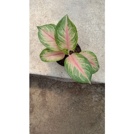 AGLONEMA GENDIS