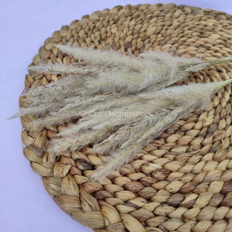Bunga Ilalang Kering Natural