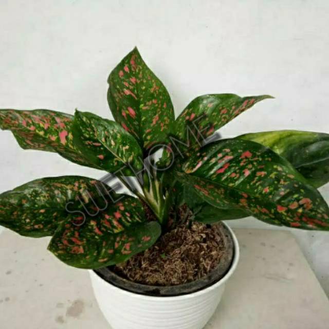 Bunga aglonema red venus cantik