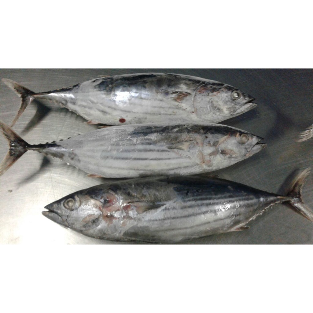 Kausa ( Cakalang )