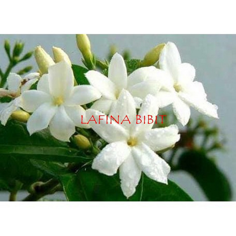 Tanaman Bunga Melati Jawa