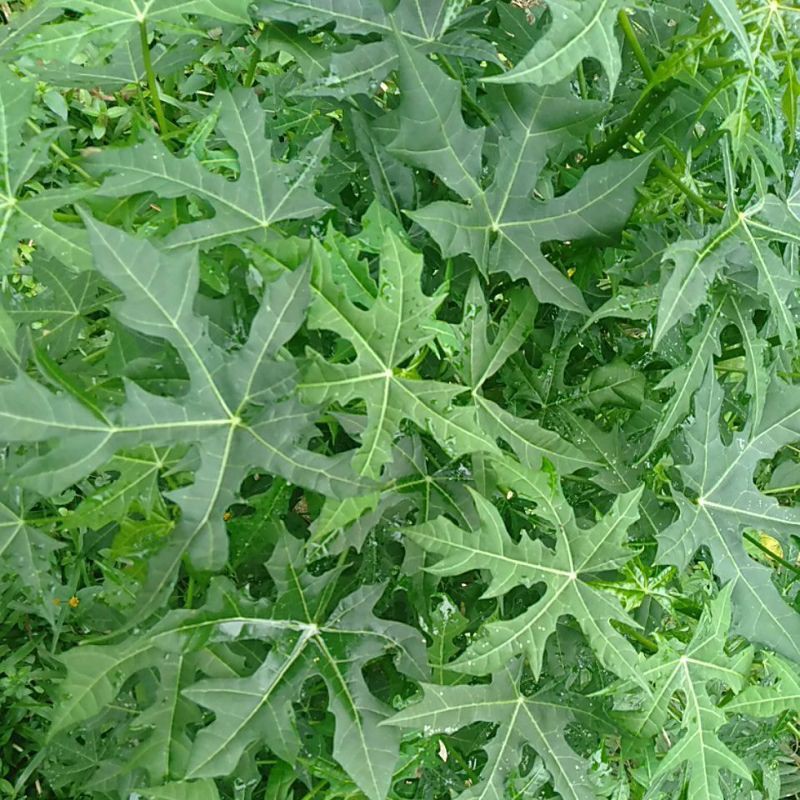 Daun singkong jepang