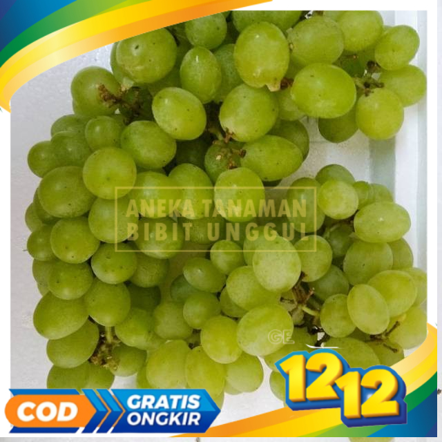 Bibit Anggur Import Thompson Seedless
