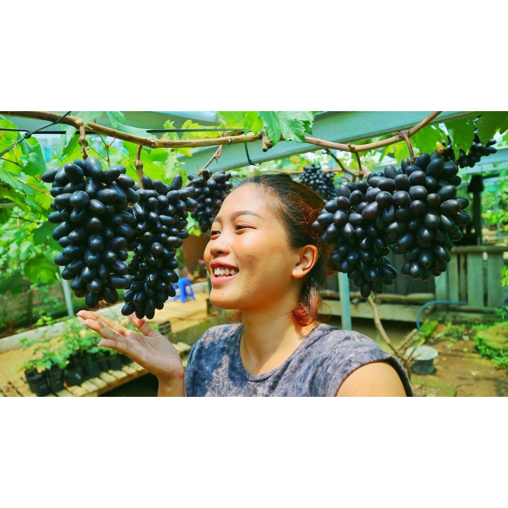 BIBITANGGURINSTANPILIHAN