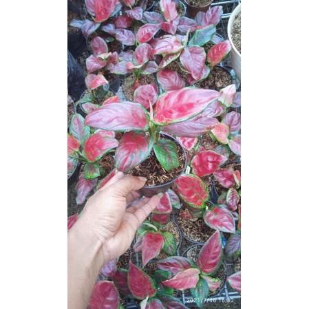 aglaonema black marun