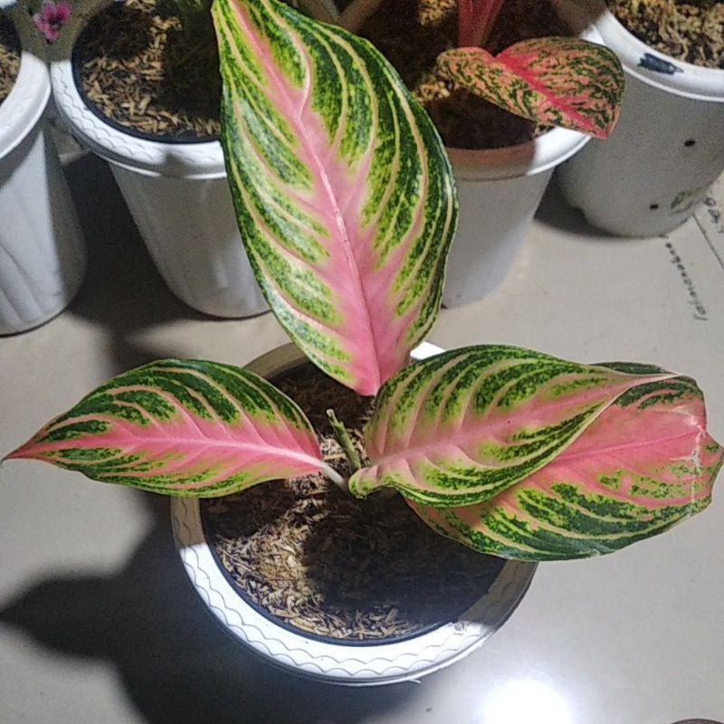 aglonema pink sanset
