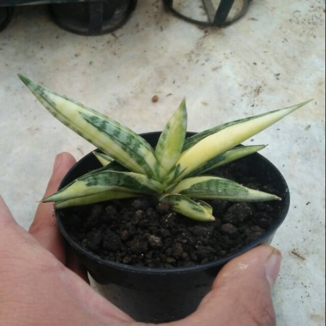 sanseviera boncel