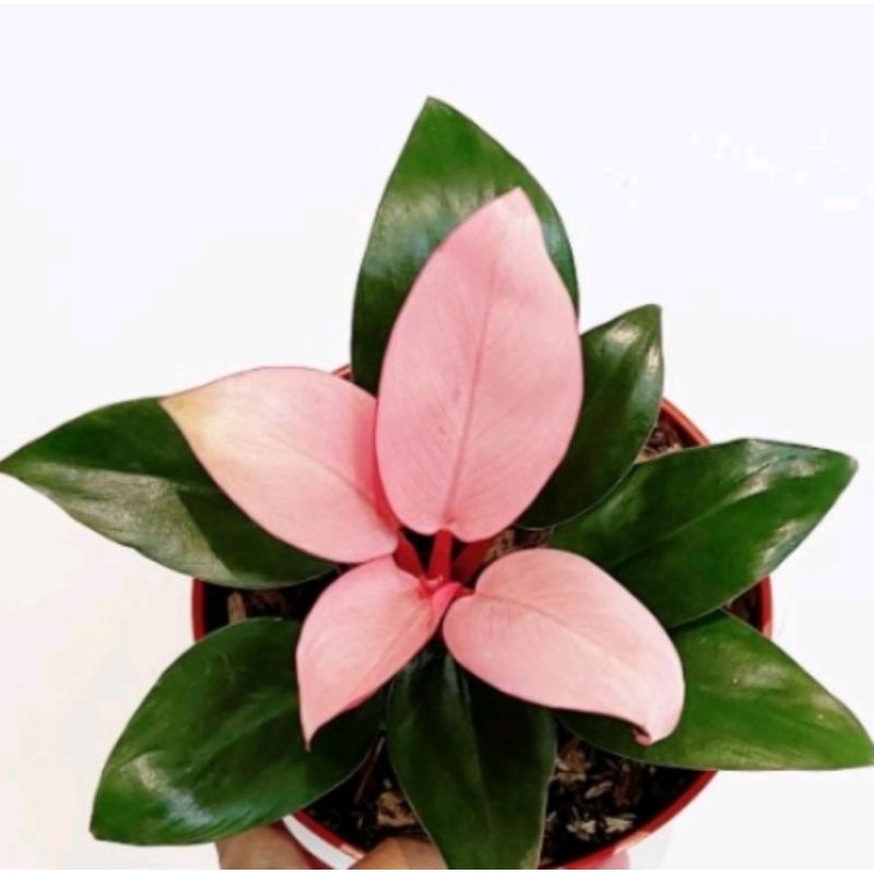 philodendron pink kongo