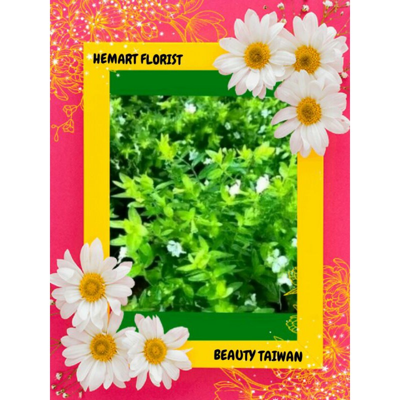 bunga beauty taiwan