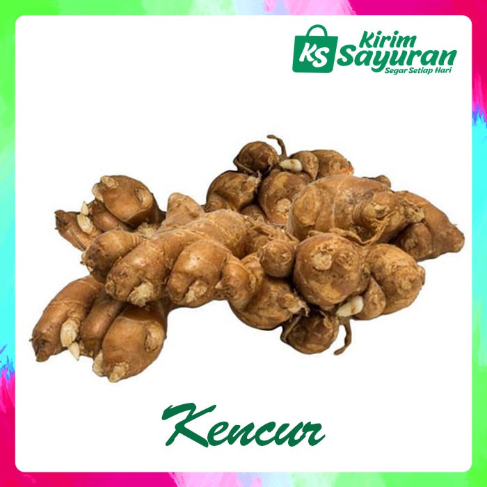 KENCUR - 100 GR