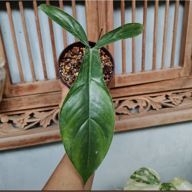 philodendron kode/philodendron69686#philodendronkode#philodendronmurah