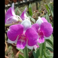Den. Salaya Panda Mini Dewasa