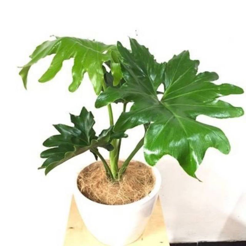 philo dendron jari/sheloum
