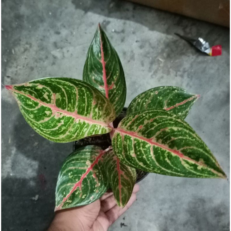 bunga aglonema diana dewasa