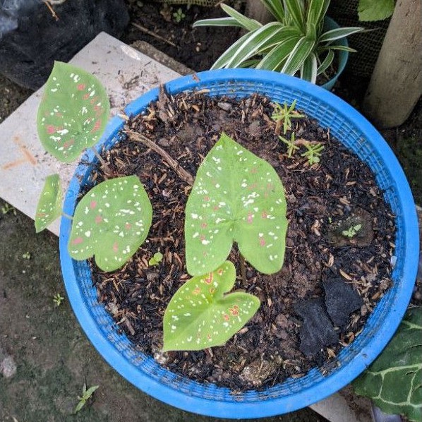 Keladi (Ukuran Kecil)