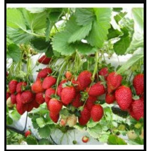 Bibit Tanaman BIBIT  STROBERY CALIFORNIA