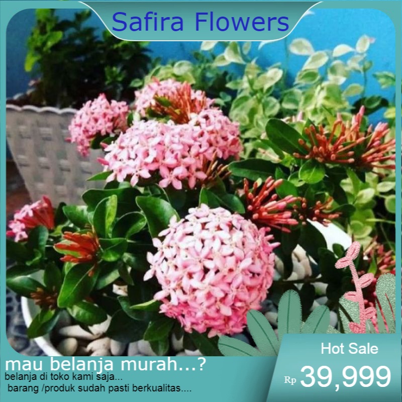 pohon asoka bunga pink