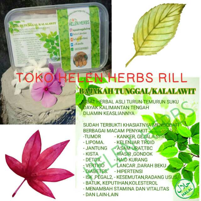 bajakah tunggal