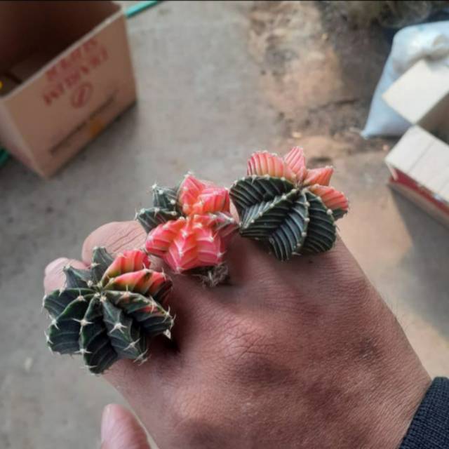 Gymno LB variegata diameter 5cm