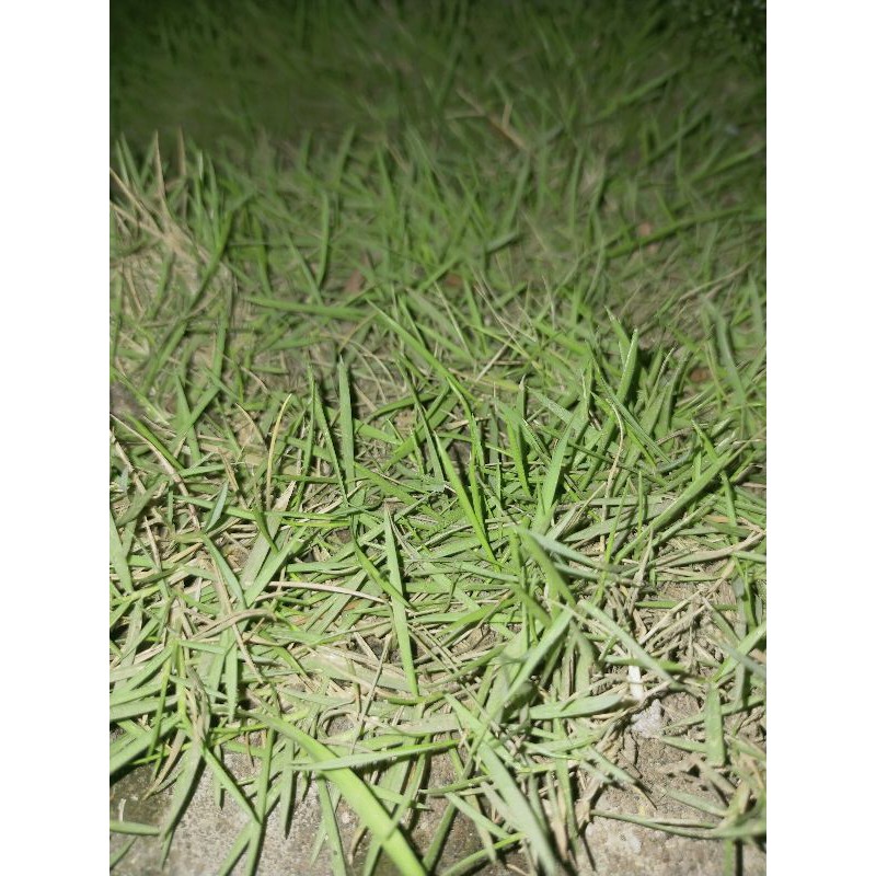 bibit rumput jepang/peking