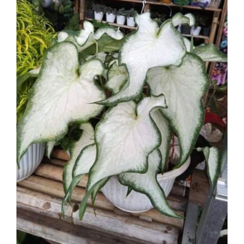 Keladi white knight