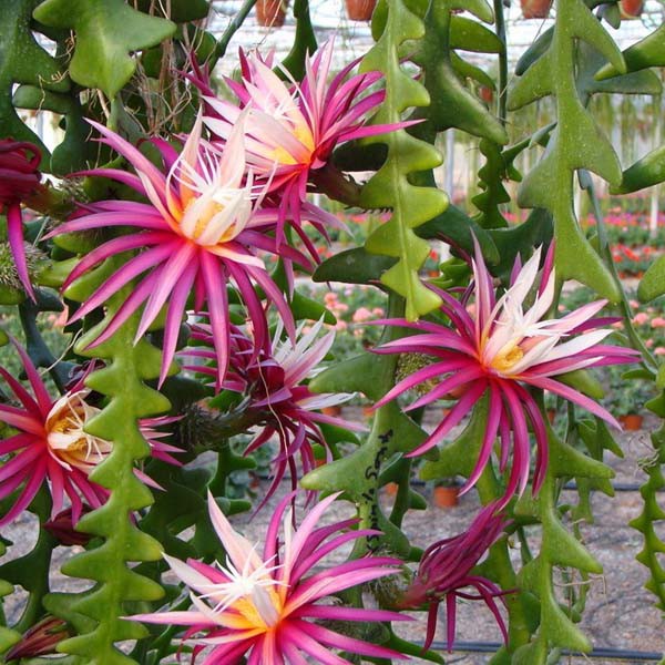 Tanaman Hias Fishbone Cactus