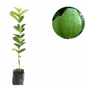 BIBIT JAMBU MUTIARA