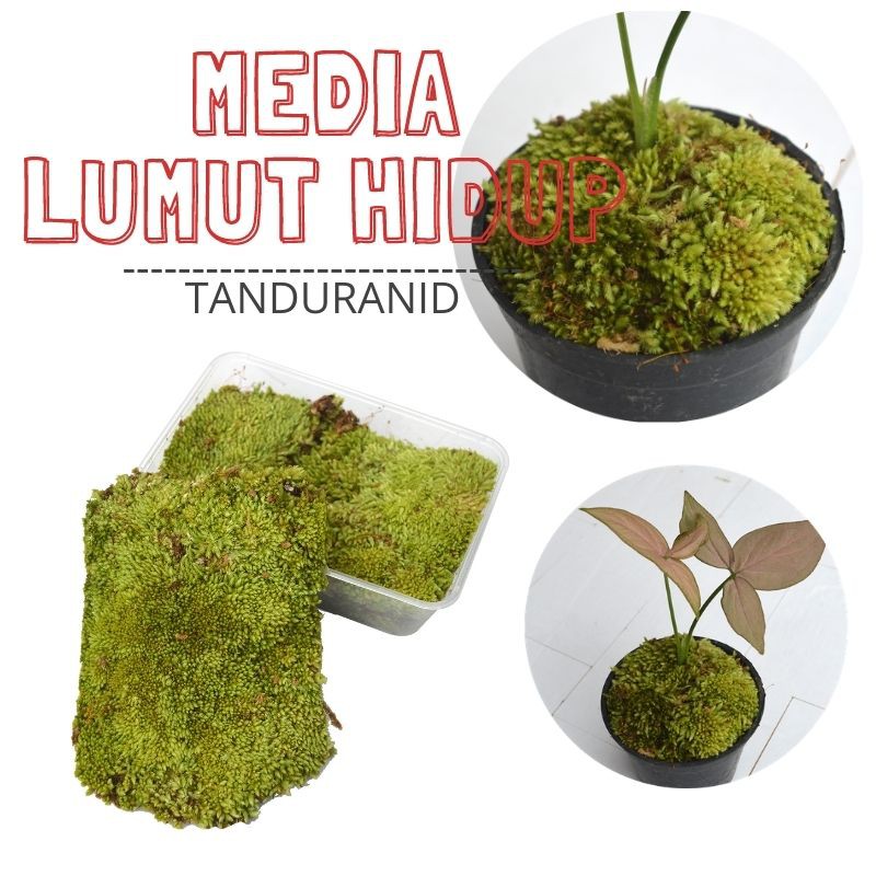 Lumut Hidup (Forest Moss)