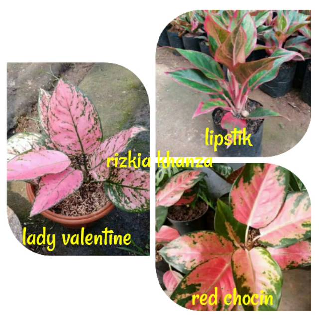 Bunga aglonema 3 jenis cantik