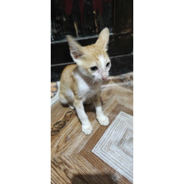kucing
