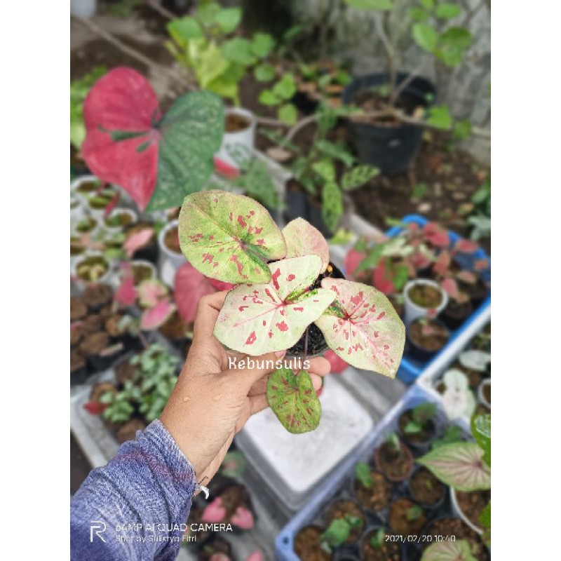 Keladi Raspberry Moon
