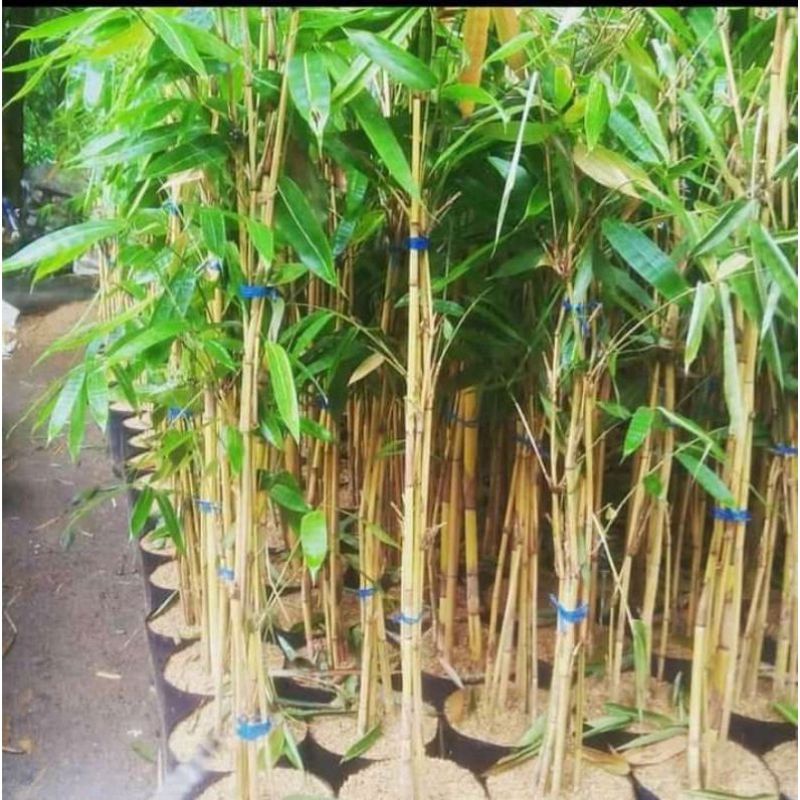 Bibit Bambu kuning | Pring kuning|Bambu Hias