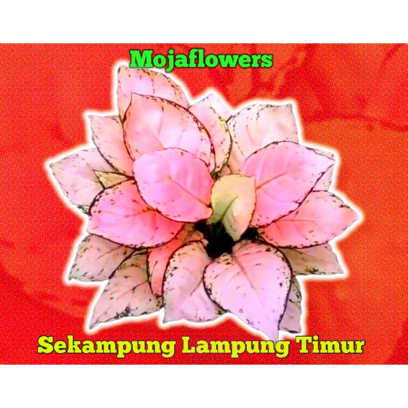 Aglonema paket hemat 6
