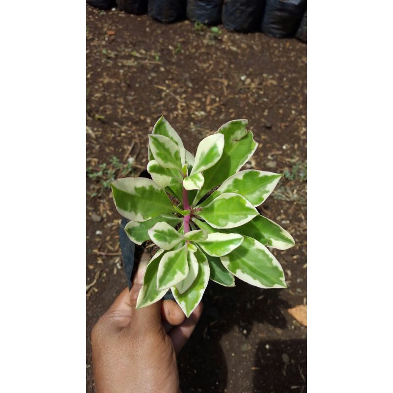Gingseng parigata