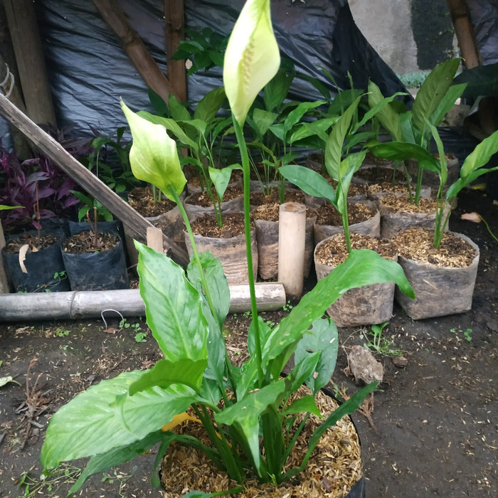 Peace lily/Spatuphylum