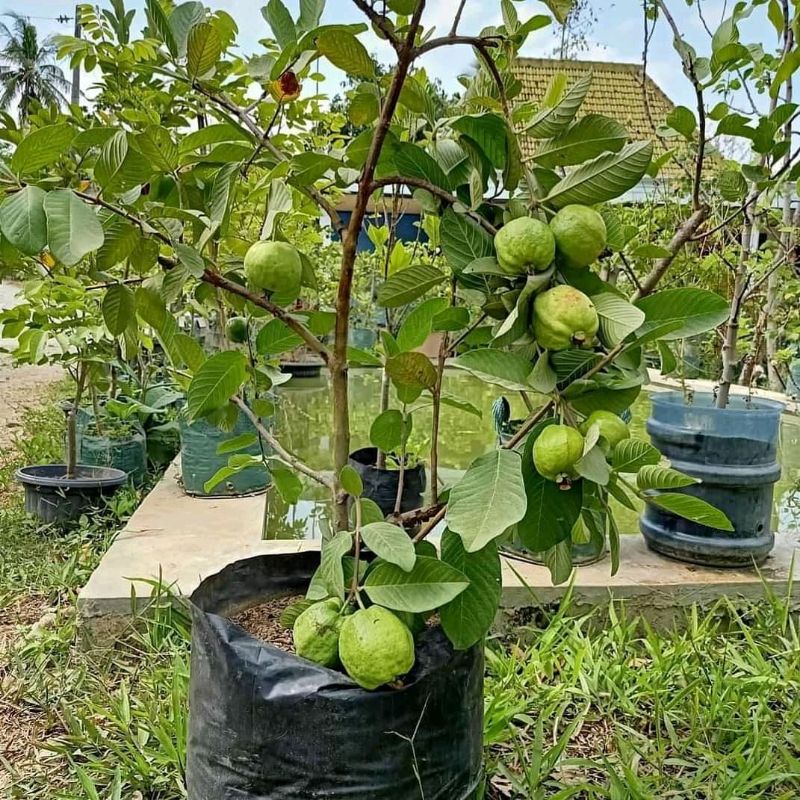 Jambu Kristal berbunga / berbuah kecil