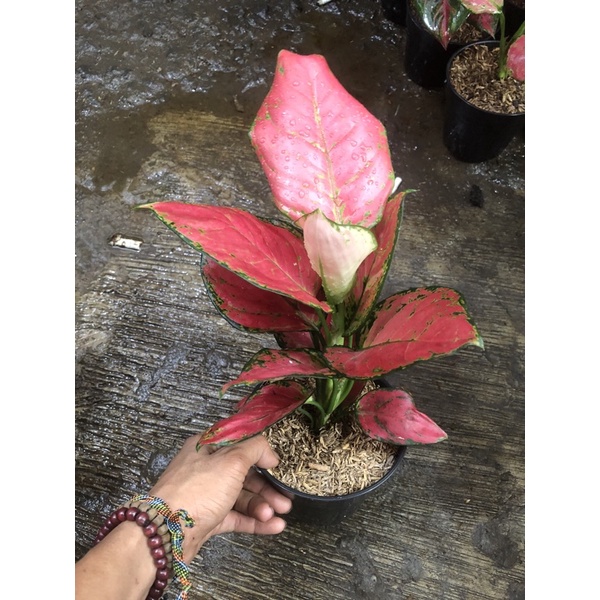 aglonema super Red anja