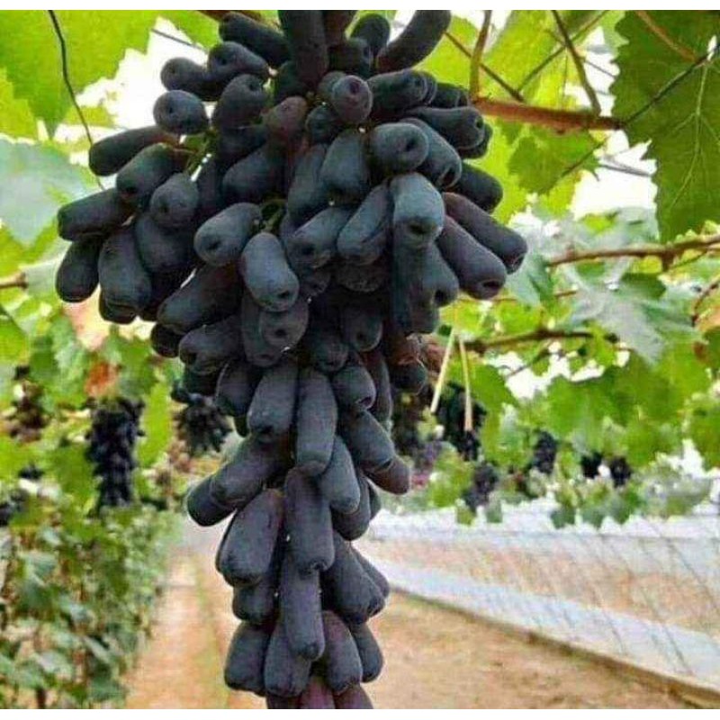 BIBIT ANGGUR IMPORT MONDROP . bisa cod