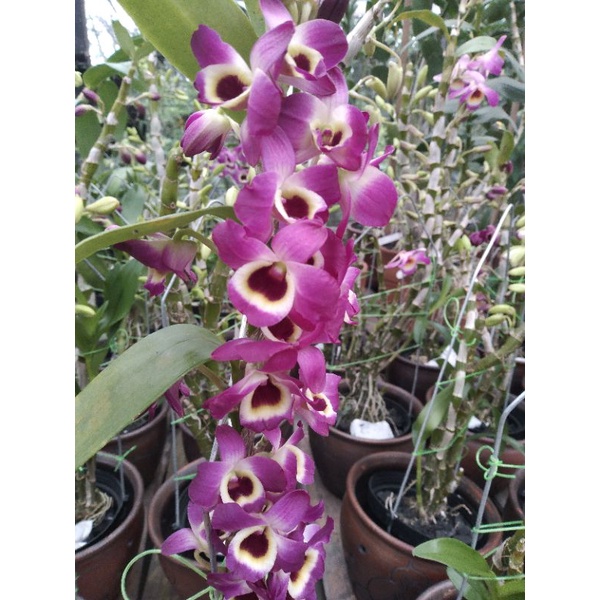 dendrobium nobile ungu
