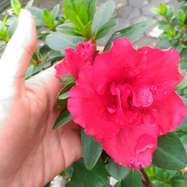 Bunga Azalea Merah Tumpuk